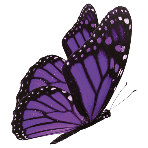 Purple Butterfly Bookkeeping in Shrewsbury – Xero – Sage